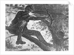 Man Aiming Rifle from a Tree by Anonymous