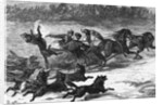 Illustration of Wolves Chasing Sleigh by Corbis