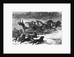 Illustration of Wolves Chasing Sleigh by Corbis