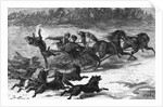 Illustration of Wolves Chasing Sleigh by Corbis