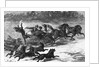 Illustration of Wolves Chasing Sleigh by Corbis