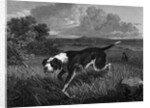 Engraving of Spanish Pointer Dog Hunting by Anonymous
