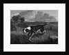 Engraving of Spanish Pointer Dog Hunting by Anonymous