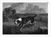 Engraving of Spanish Pointer Dog Hunting by Anonymous