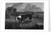 Engraving of Spanish Pointer Dog Hunting by Anonymous