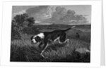 Engraving of Spanish Pointer Dog Hunting by Anonymous