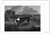 Engraving of Spanish Pointer Dog Hunting by Anonymous