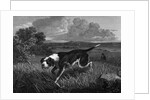 Engraving of Spanish Pointer Dog Hunting by Anonymous