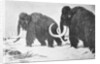 Wooly Mammoths Trudging in Snow by Anonymous