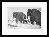 Wooly Mammoths Trudging in Snow by Anonymous