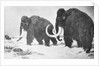 Wooly Mammoths Trudging in Snow by Anonymous