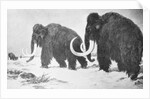 Wooly Mammoths Trudging in Snow by Anonymous