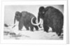 Wooly Mammoths Trudging in Snow by Anonymous