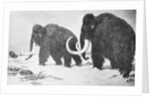 Wooly Mammoths Trudging in Snow by Anonymous