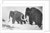 Wooly Mammoths Trudging in Snow by Anonymous