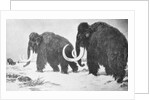 Wooly Mammoths Trudging in Snow by Anonymous
