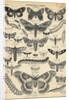 Illustration of Butterflies and Moths by Anonymous