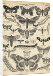 Illustration of Butterflies and Moths by Anonymous