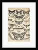 Illustration of Butterflies and Moths by Anonymous
