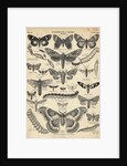 Illustration of Butterflies and Moths by Anonymous
