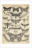 Illustration of Butterflies and Moths by Anonymous
