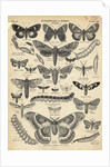 Illustration of Butterflies and Moths by Anonymous