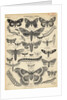 Illustration of Butterflies and Moths by Anonymous