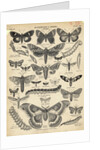 Illustration of Butterflies and Moths by Anonymous
