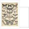 Illustration of Butterflies and Moths by Anonymous