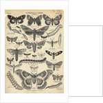 Illustration of Butterflies and Moths by Anonymous