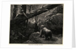 Men Bear Hunting in Rocky Mountains by Anonymous
