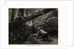 Men Bear Hunting in Rocky Mountains by Anonymous