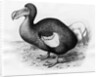 Didus Cucullatus by Fredrick William Frohawk