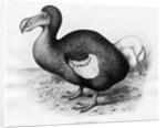 Didus Cucullatus by Fredrick William Frohawk