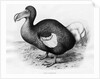 Didus Cucullatus by Fredrick William Frohawk