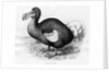 Didus Cucullatus by Fredrick William Frohawk