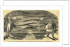 Illustration Depicting Idea of Telegraph Communication by Anonymous