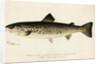 Illustration of a Female Land Locked Salmon by Anonymous