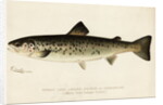 Illustration of a Female Land Locked Salmon by Anonymous