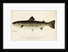Illustration of a Female Land Locked Salmon by Anonymous
