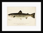 Illustration of a Female Land Locked Salmon by Anonymous