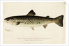 Illustration of a Female Land Locked Salmon by Anonymous