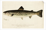 Illustration of a Female Land Locked Salmon by Anonymous