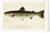 Illustration of a Female Land Locked Salmon by Anonymous