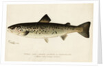 Illustration of a Female Land Locked Salmon by Anonymous