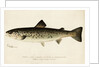 Illustration of a Female Land Locked Salmon by Anonymous