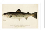 Illustration of a Female Land Locked Salmon by Anonymous