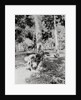 Native of Sumatra Removing Sap from Tree by Anonymous