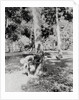 Native of Sumatra Removing Sap from Tree by Anonymous