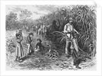 Workers Cutting Sugar Cane by Anonymous